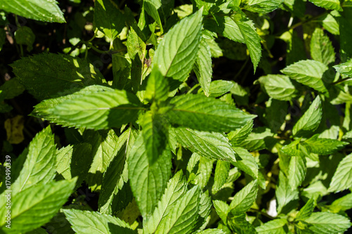 french peppermint mentha piperita leaf close up