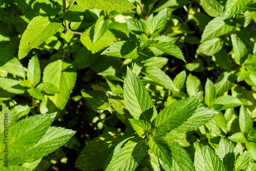 Wallpaper Mural french peppermint mentha piperita leaf close up Torontodigital.ca