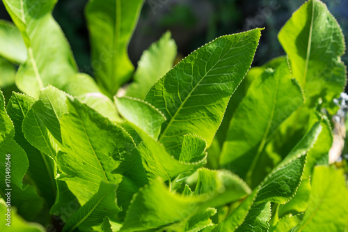 horseradish plant armoracia rustica leaf close up