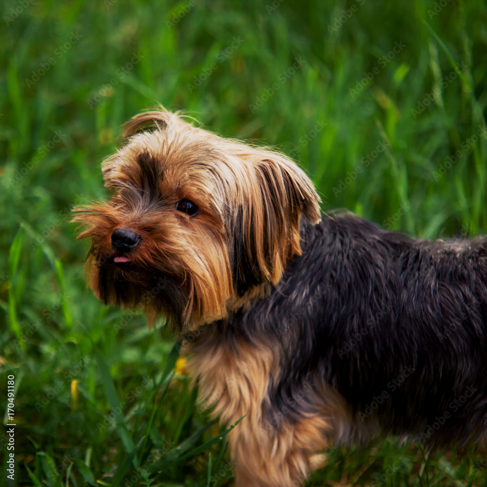 Yorkshire terrier looking up on a background of green grass Yorkshire terrier looking up on a background of green grass
