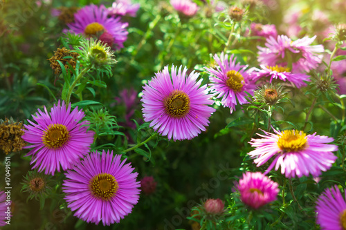 Flowers daisy pink in the field selective focus with copy space