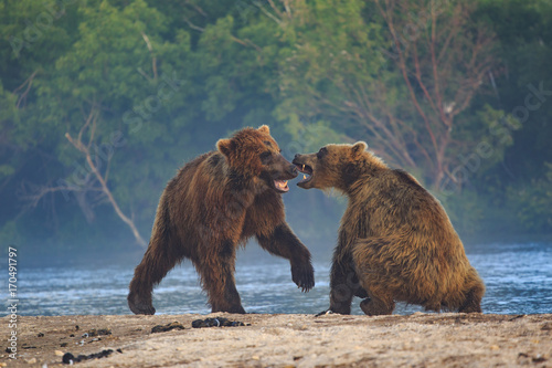 Bear cubs play in Lake Kuril in Kamchatka, hug,  show teeth playfully