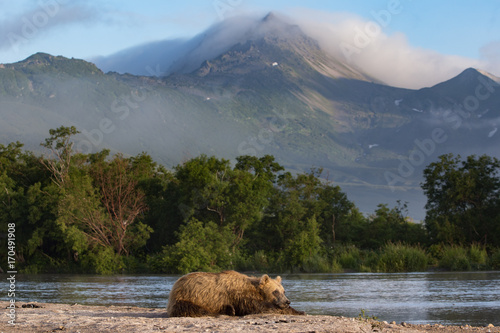 Brown bear resting in Kamchatka lake Kuril