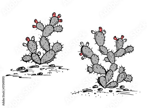 Prickly Pear vector sketch. Prickly pear cactus with ripe fruits.