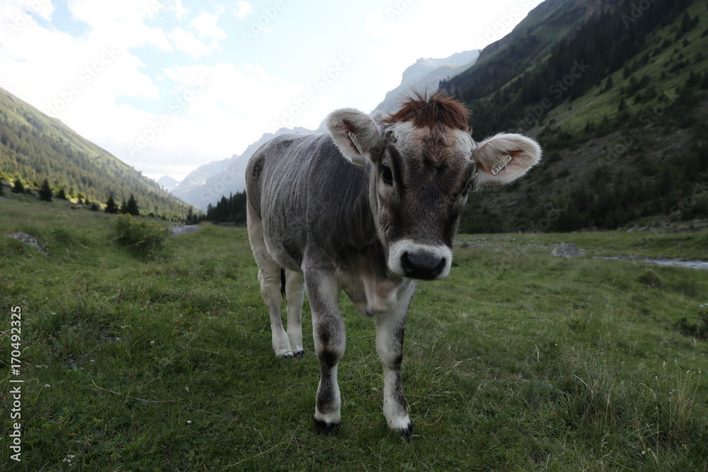 Kuh in den Alpen