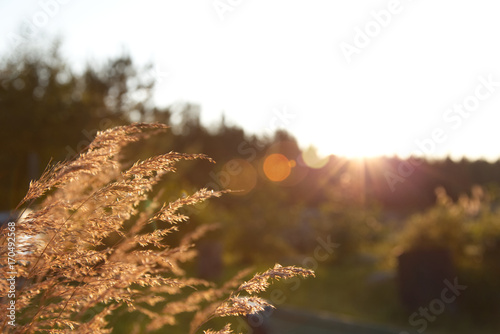 Golden hays in autumn sunset close up