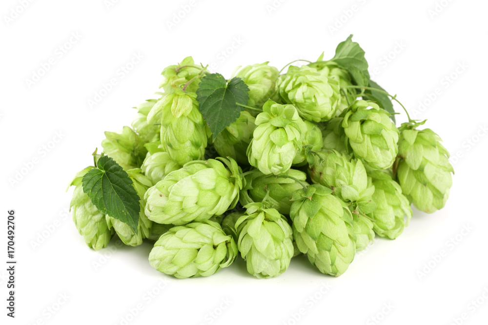 hop cones with leaf isolated on white background close-up hop cones with leaf isolated on white background close-up