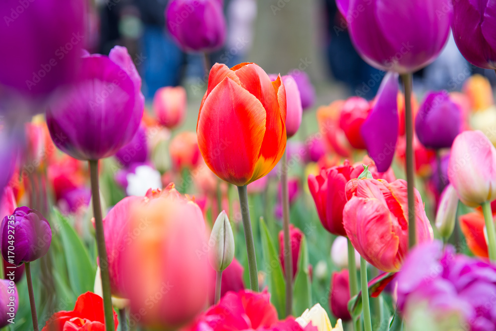 Obraz premium Kwitnący kwiaty w Keukenhof parku w holandiach, Europa