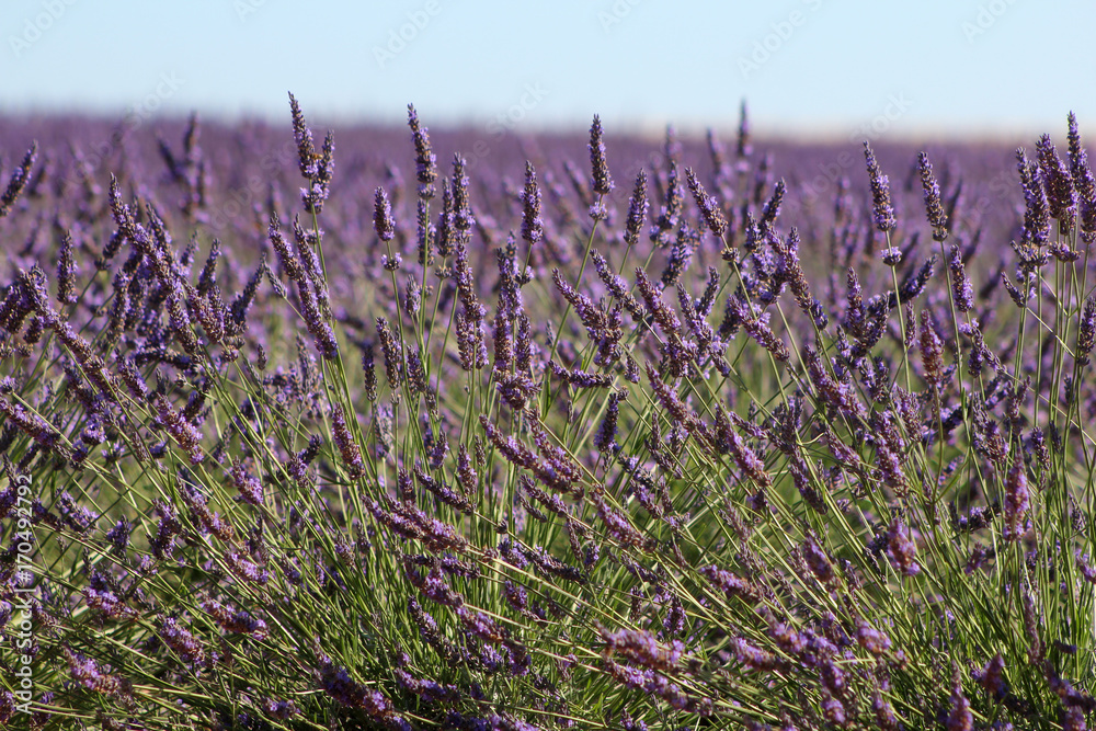 Fototapeta premium Provenza fiori di lavanda a Valensole