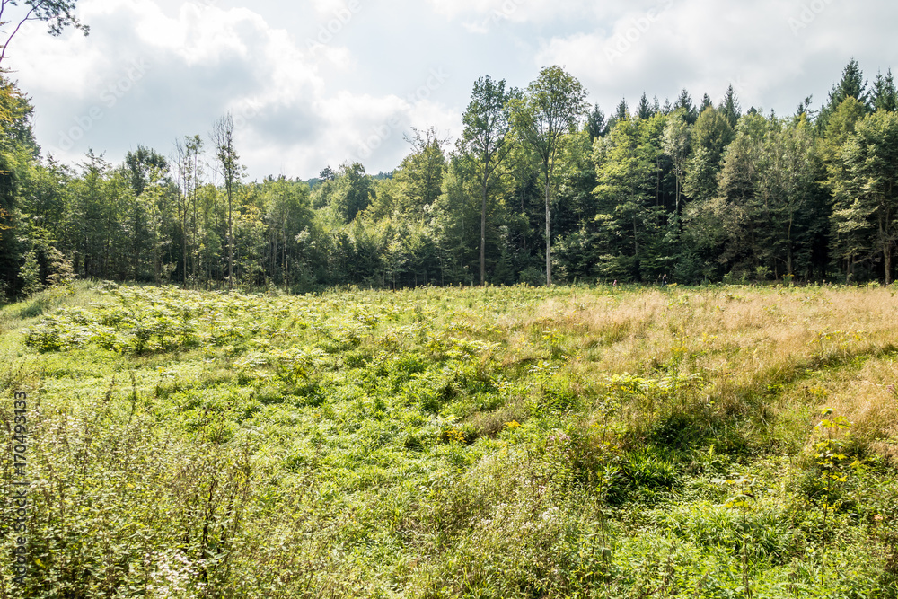 Obraz premium Wald aufforsten