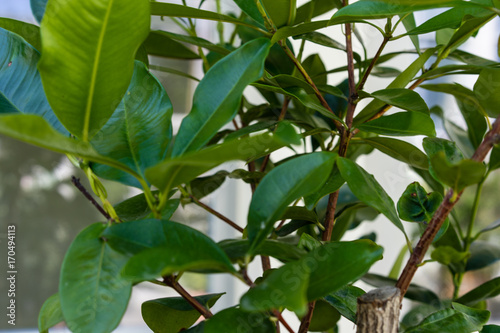 leaf from xanthostemon chrysanthus golden penda tree myraceae from austrialia photo