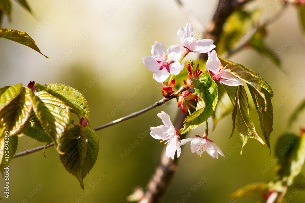One blooming branch of sakura at blurred green background One blooming branch of sakura at blurred green background