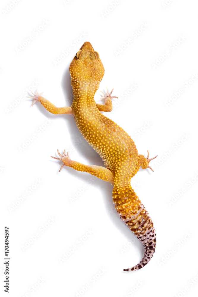 Fototapeta premium Orange leopard gecko walking and looking forward on white background