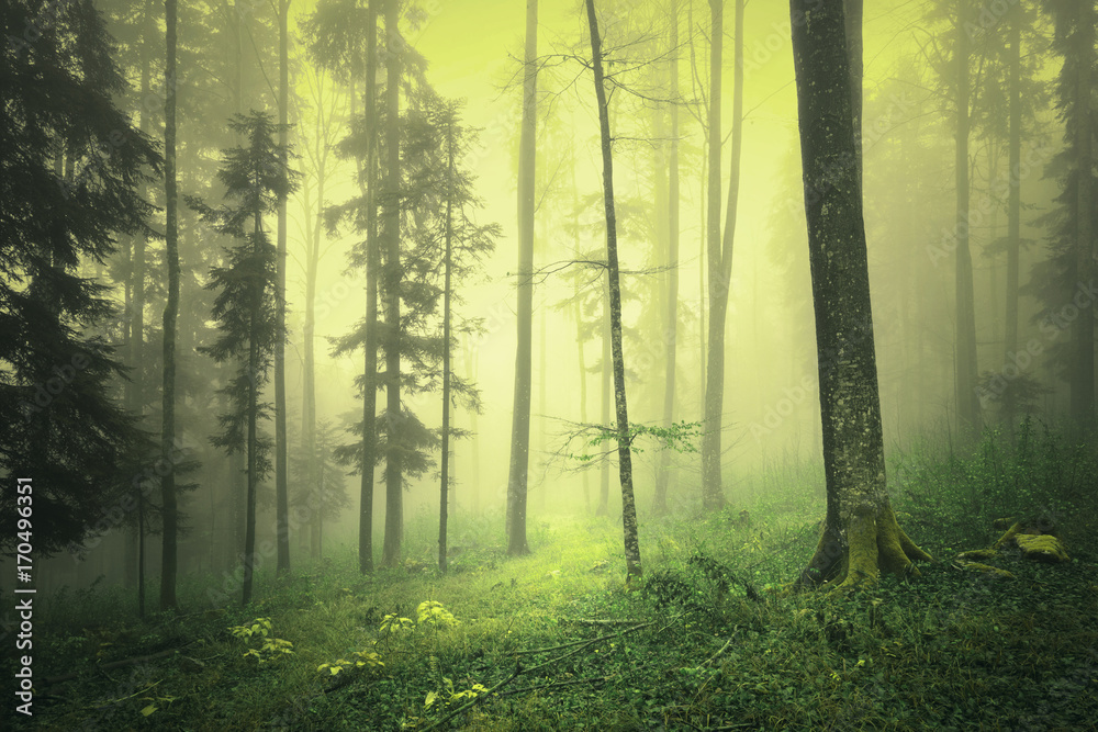 Magical yellow green foggy light in fairy tale forest landscape.