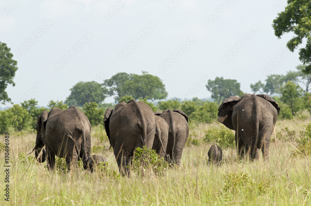 Fototapeta premium Elephants walking away