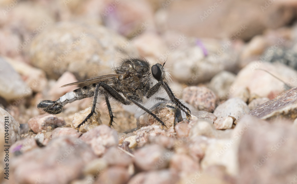 Macro of Robber Fly on Rocky Ground