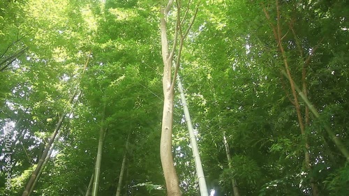 Bamboo forest at Takebayashi park midle wind low angle right pan photo