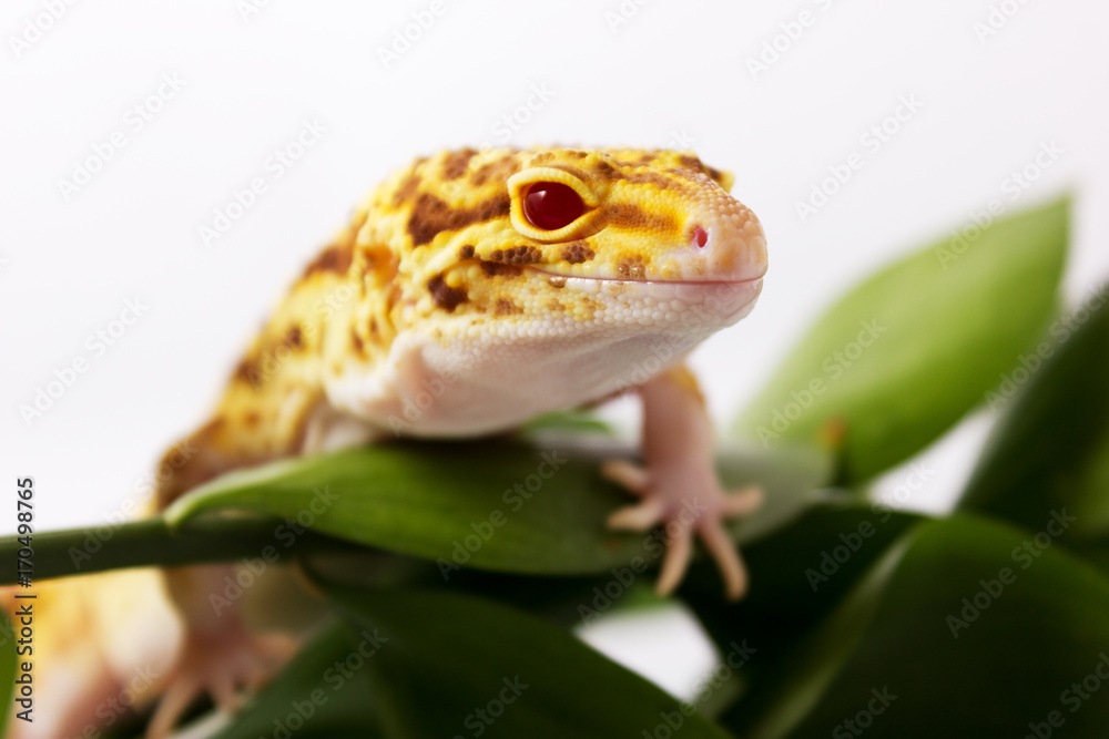 Obraz premium Orange leopard gecko walking and looking forward in green leaves