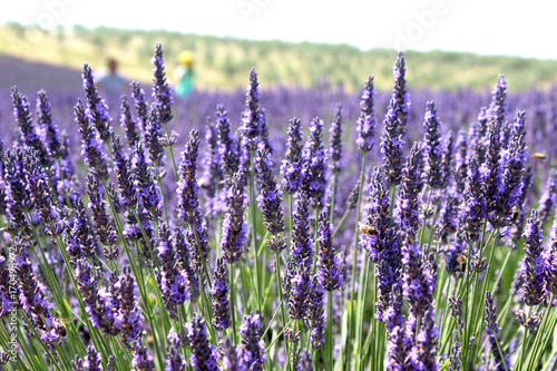 Provenza fiori di lavanda