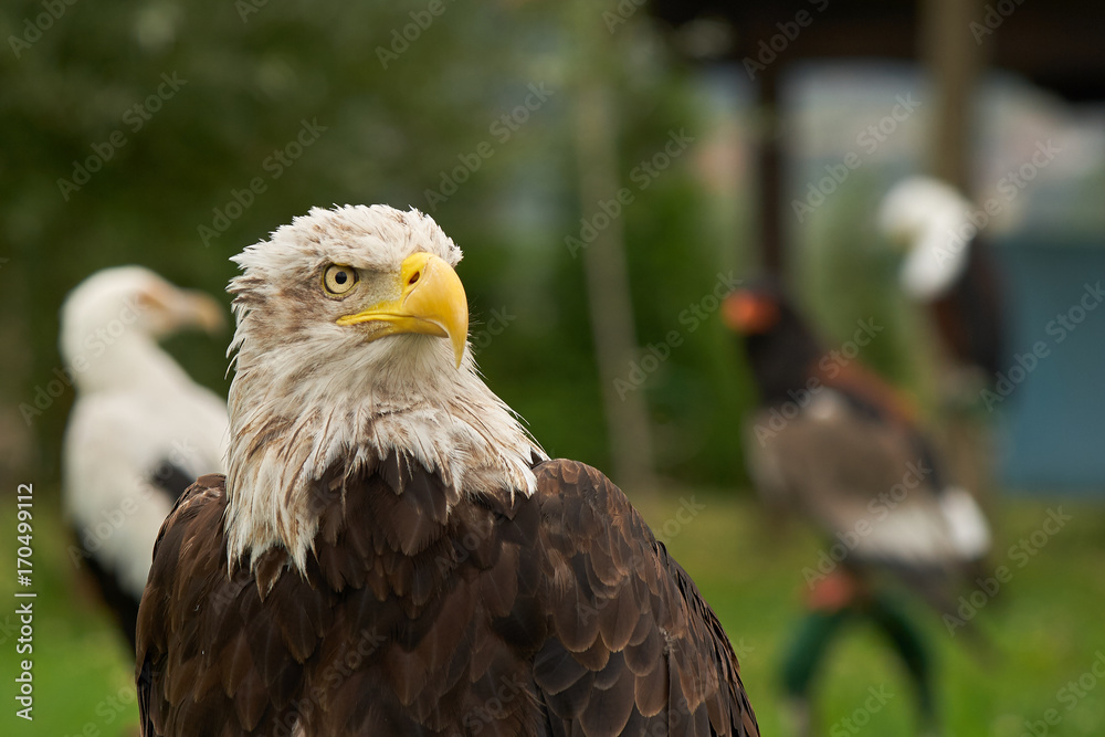 Obraz premium American eagle backgrounded with other raptors