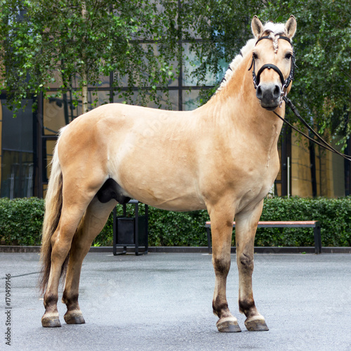 Norvegian fjord male in bridle staying outdoor