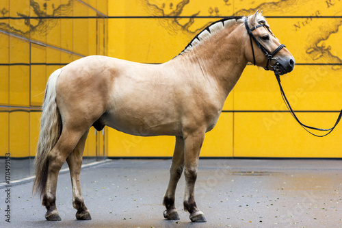 Norvegian fjord male in bridle staying outdoor