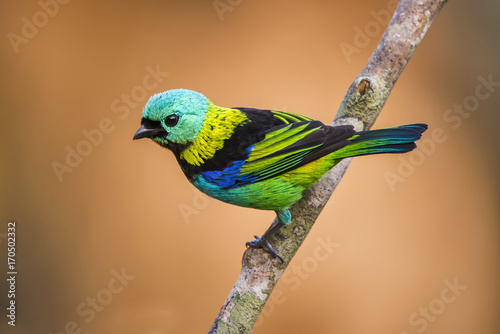 Saíra-sete-cores (Tangara seledon) | Green-headed Tanager in forest area photographed in Linhares, Espírito Santo state - Brazil