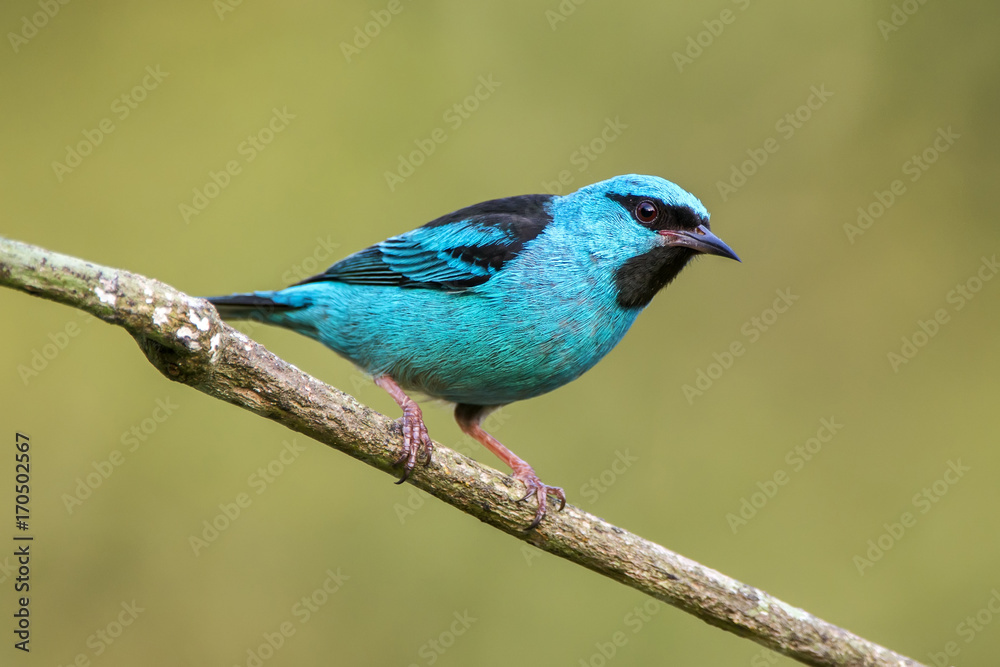 Saí-azul Macho (Dacnis cayana) | Blue Dacnis Male in forest area photographed in Linhares, Espírito Santo state - Brazil