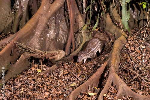 Paca (Cuniculus paca) | Lowland paca in forest area photographed in Linhares, Espírito Santo state - Brazil photo