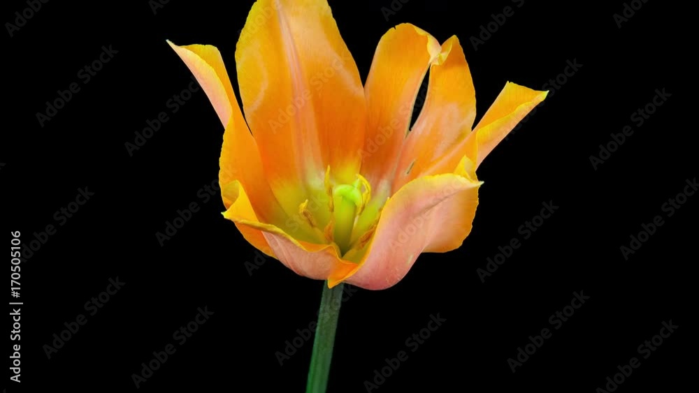 Timelapse of orange pointy tulip flower blooming on black background