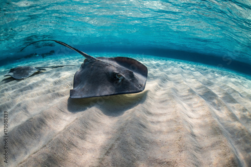 Sting Ray photo