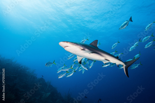 Caribbean Reef Shark © Brook Peterson