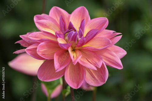 Fototapeta Naklejka Na Ścianę i Meble -  Dahlie (Dahlia)