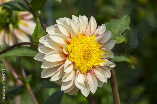 Fototapeta Naklejka Na Ścianę i Meble -  Anemonen-Dahlie (Dahlia)