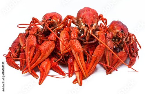red crawfish with large claws, isolated on white background.