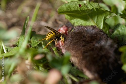 Dead body of a mouse being devoured by flies and a wasp