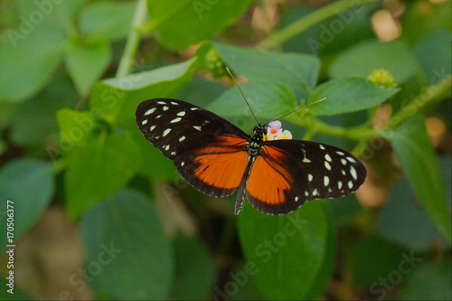 Tiger Longwing butterfly