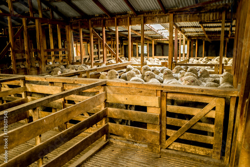 Shearing shed, New Zealand