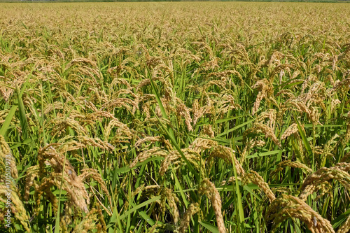 Rice field