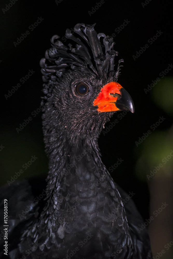 Mutum-de-bico-vermelho (Crax blumenbachii) | Red-billed Curassow in forest area photographed in Linhares, Espírito Santo state - Brazil Mutum-de-bico-vermelho (Crax blumenbachii) | Red-billed Curassow in forest area photographed in Linhares, Espírito Santo state - Brazil