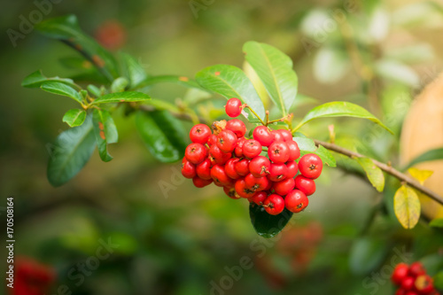 The background image of the colorful flowers