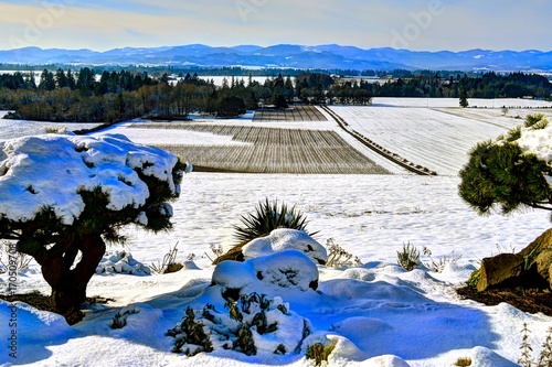 Anne Amie Vineyard Winter photo