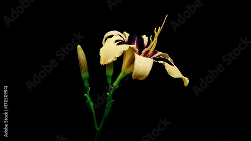 Timelapse of three Wild Horses yellow purple daylily flowers blooming and fading on black background