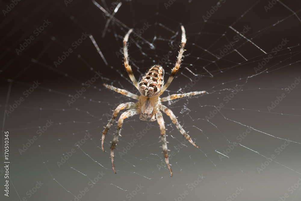 Spider in web horizontal