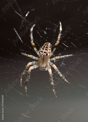 Spider in web vertical