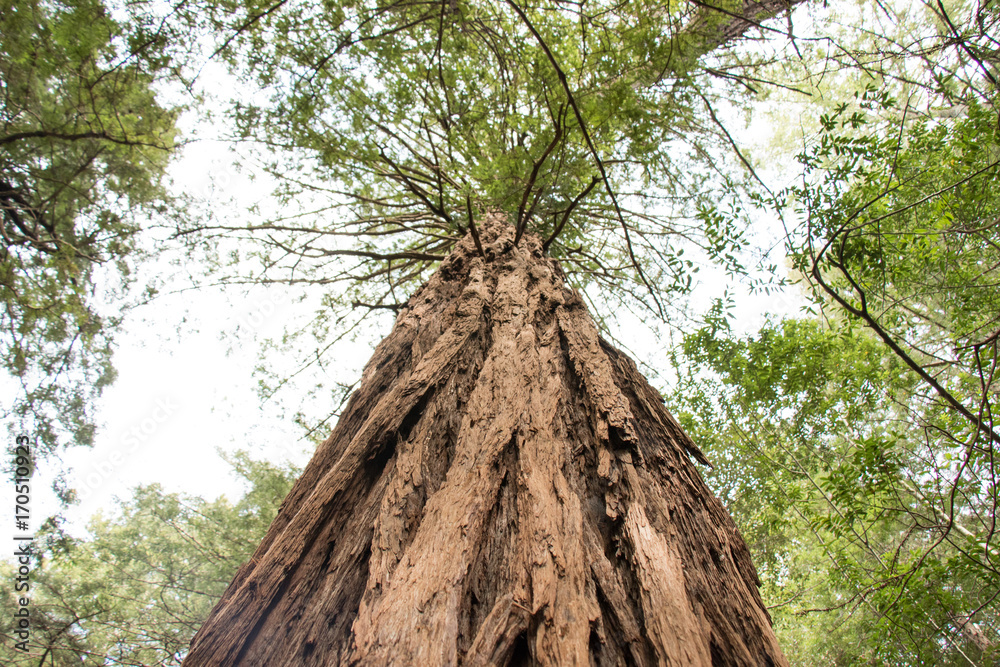 Naklejka premium Aged Redwood