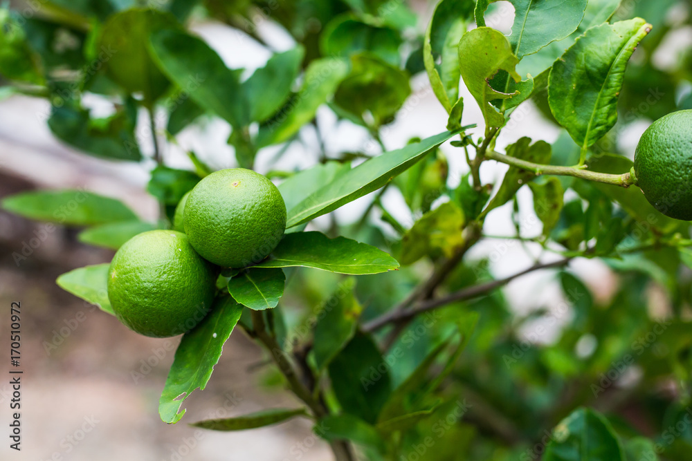 Green lime tree sour (Lemon) in the garden. Thailand. Green lime tree sour (Lemon) in the garden. Thailand.