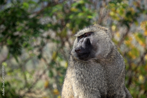 Baboon - Uganda  Africa