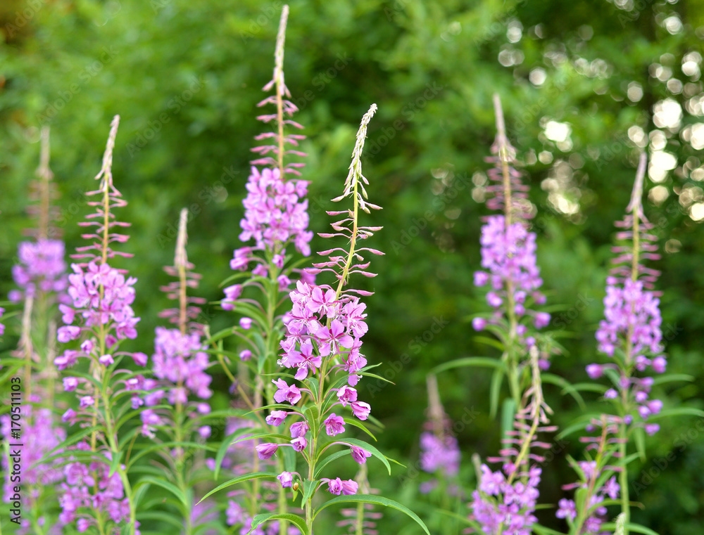 Fototapeta premium Fireweed flowers close up.