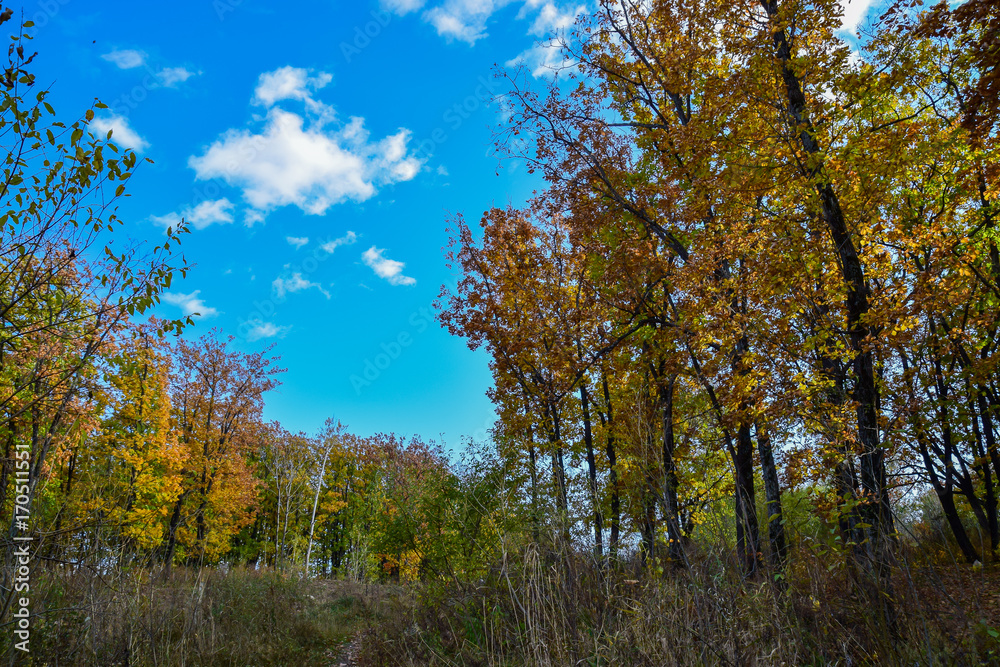 Golden autumn in the forest